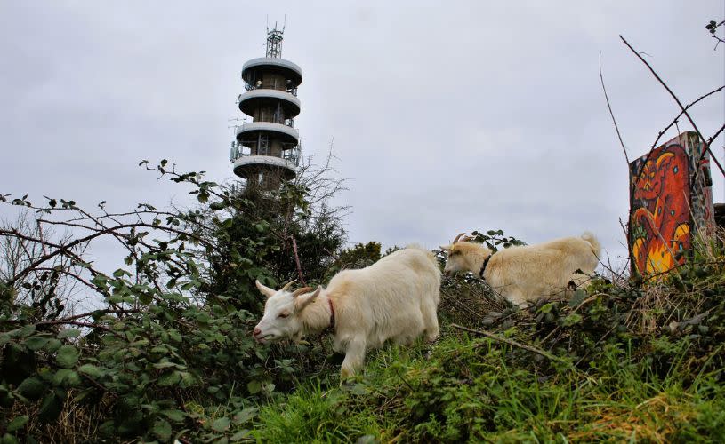 Two goats grazing by some bushes - credit Bristol City Council
