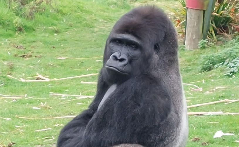 A large male silverback gorrilla