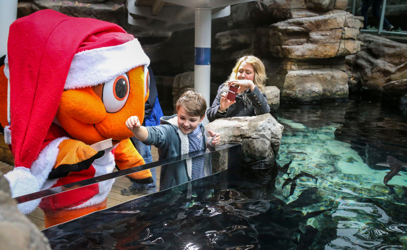 Charlie the Christmas Clownfish at Bristol Aquarium - credit James Beck