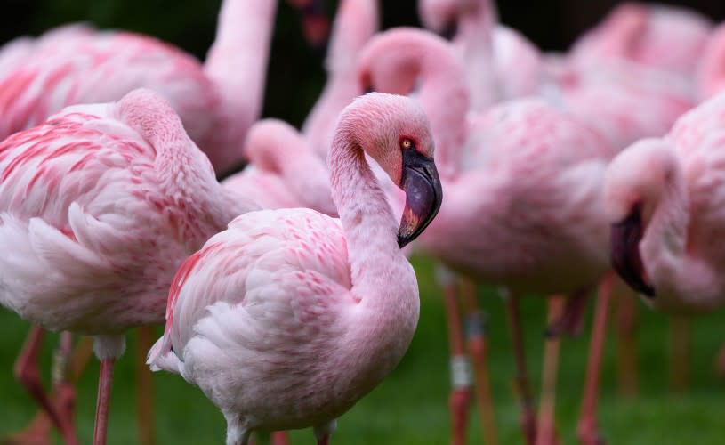 A flock of flamingoes - Credit WWT Slimbridge