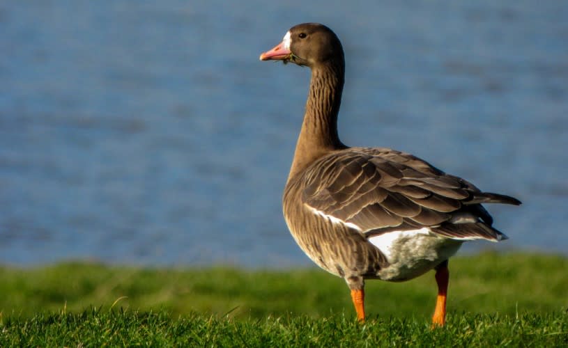 White fronted goose at WWT Slimbridge - credit WWT and James Lees