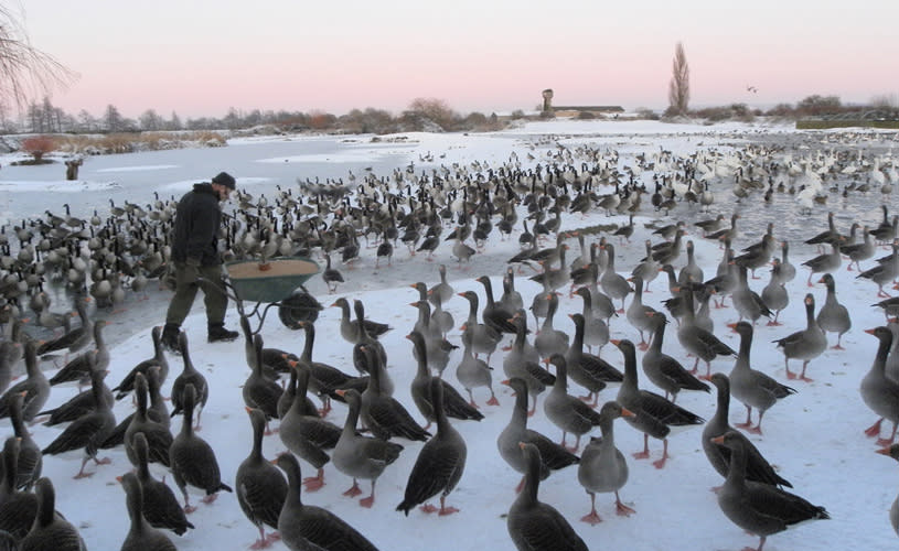 Wild bird feed in winter at WWT Slimbridge - credit WWT Slimbridge Wetland Centre