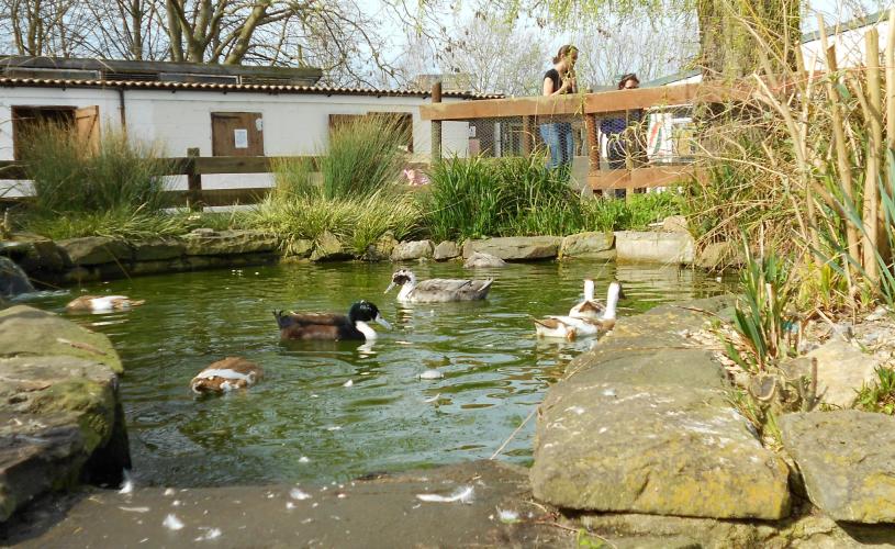 The pond at Windmill Hill City Farm in South Bristol - credit Windmill Hill City Farm
