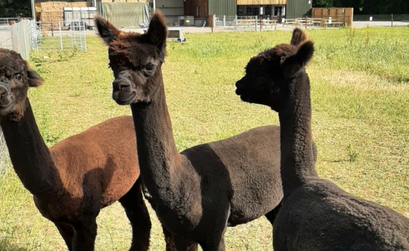 Alpacas at Wolfridge Alpaca Farm near Bristol - credit Wolfridge Alpaca Farm
