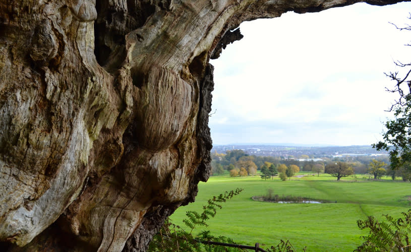 Ashton Court Estate walk - CREDIT Angharad Paull