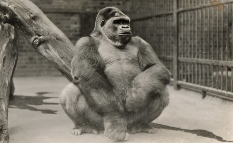Alfred the gorilla at Bristol Zoo Gardens - credit Bristol Zoo Project archive