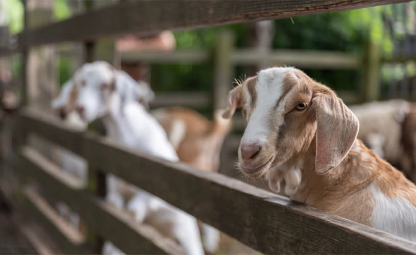 Goats at St Werburghs City Farm - Credit Oliver Jordan
