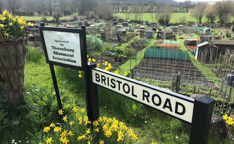 Thornbury Allotments - credit Andy Clarke