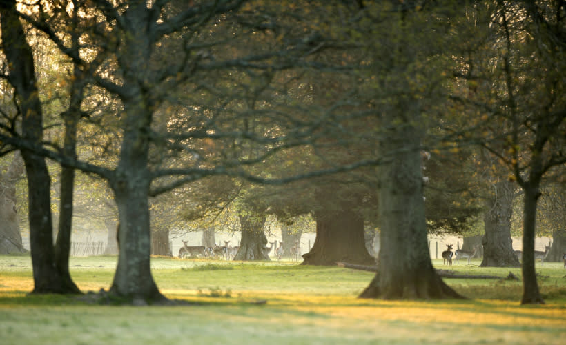 Ancient Woodland Collection