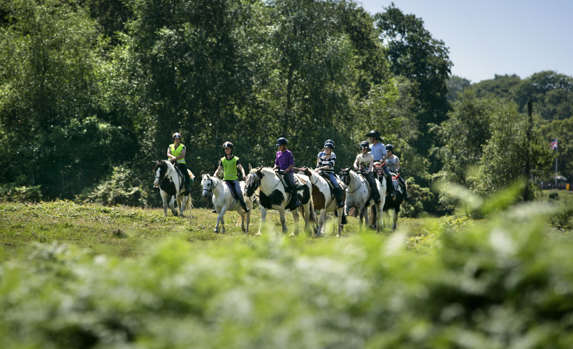 Horse Riding in the New Forest in the summer