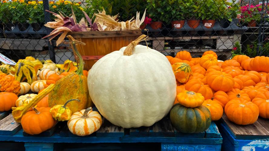 Pumpkin Display