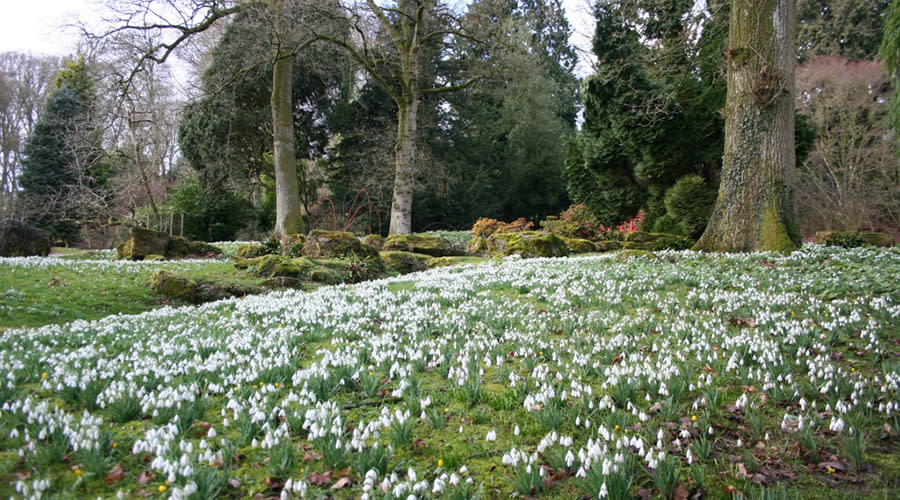 Blankets of snowdrops at Batsford Arboretum