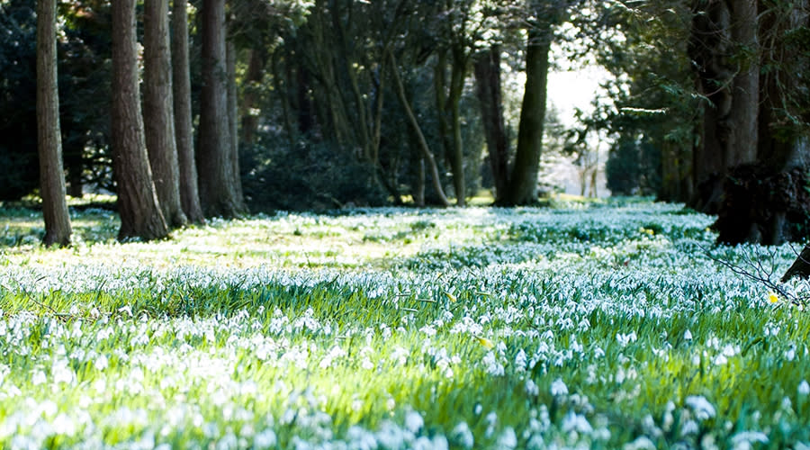 Snowdrops