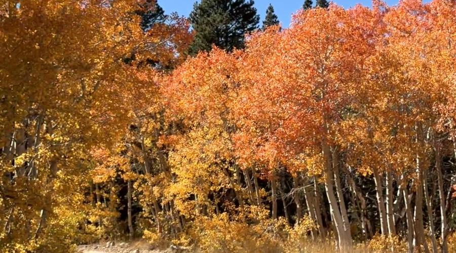 9.29.26 Dunderberg Meadow Road - Emily Bryant, Mono County Tourism