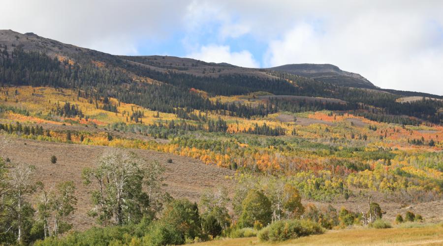 10.01.25 Upper Summer Meadows Road - Carlson, Mono County Tourism