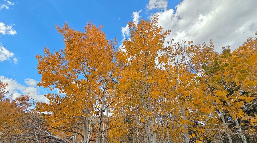 10.5.26 Green Creek -  Melinda Guerrero, Mono County
