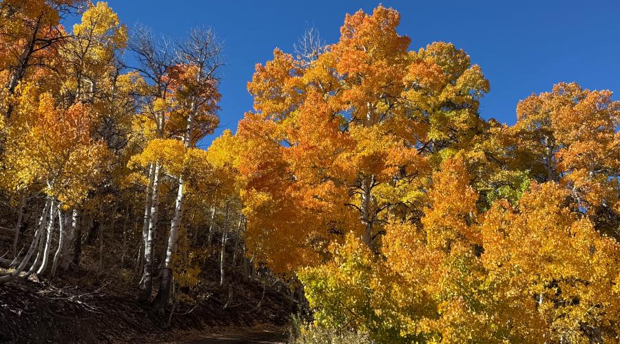 10.06.25 Lobdell Road - Amanda Carlson, Mono County Tourism