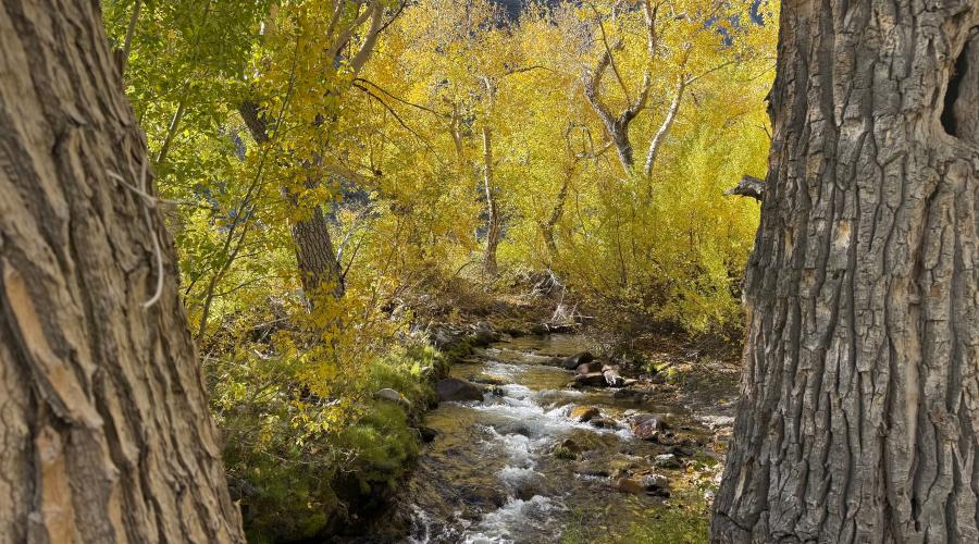 10.07.25 McGee Creek - Amanda Carlson, Mono County Tourism