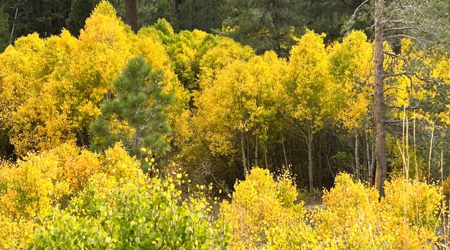 10.10.24 Lee Vining Canyon by Amanda Carlson with Mono County Tourism