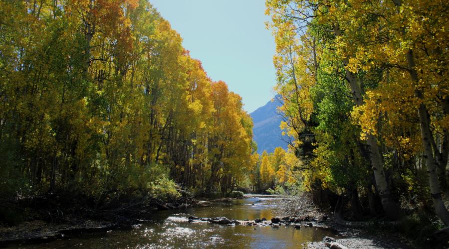 10.15.24 rush creek june lake fall colors 1