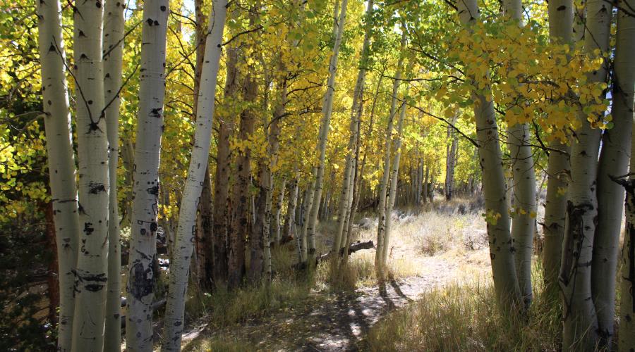 a trail lined with colorful aspen trees