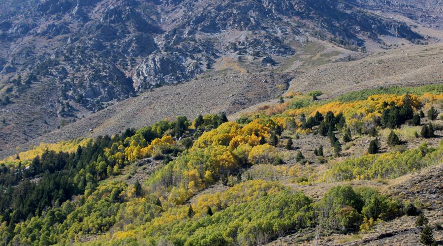 fall colors all over a hill side with mountain peak above