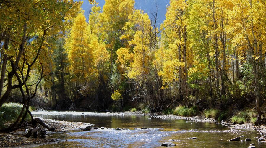 rush creek lined with colorful yellow aspen trees