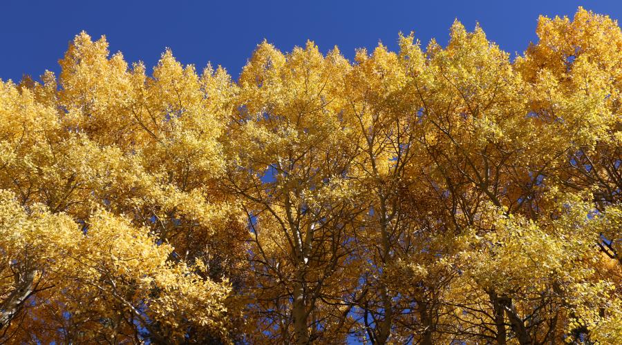 10.20.25 Silver Lake - Emily Bryant, Mono County Tourism