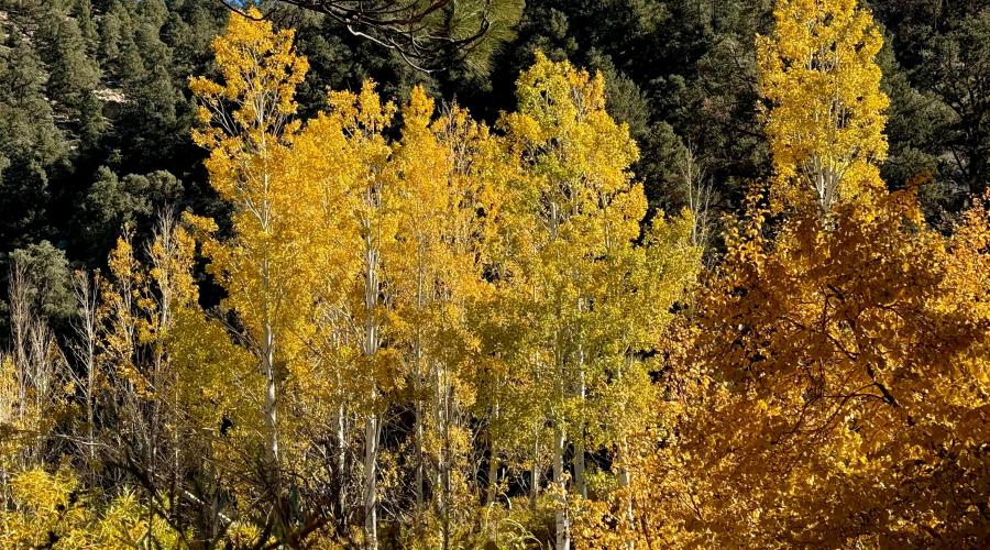 10.21.25 Lower Rock Creek Road - Amanda Carlson, Mono County Tourism