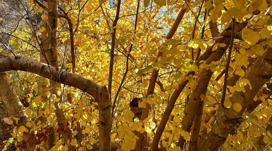 10.21.25 Lower Rock Creek Road - Amanda Carlson, Mono County Tourism