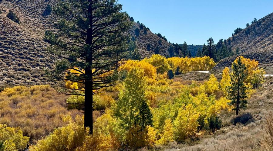10.21.25 Lower Rock Creek Road - Amanda Carlson, Mono County Tourism