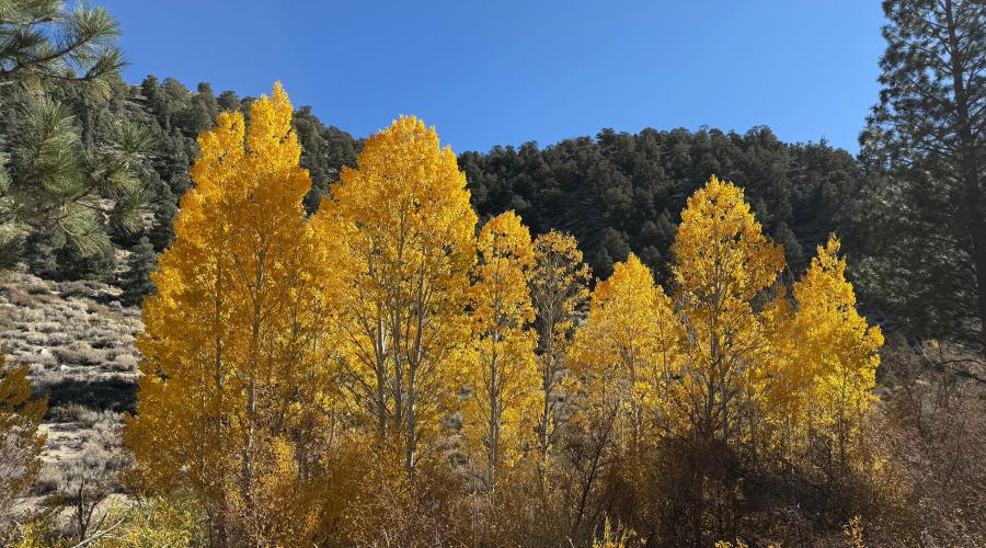 10.27.25 Lower Rock Creek - Amanda Carlson, Mono County Tourism