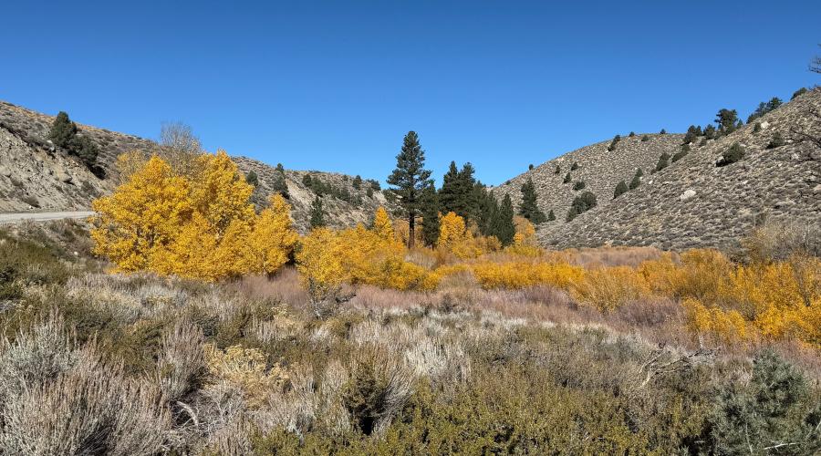 10.27.25 Lower Rock Creek - Amanda Carlson, Mono County Tourism