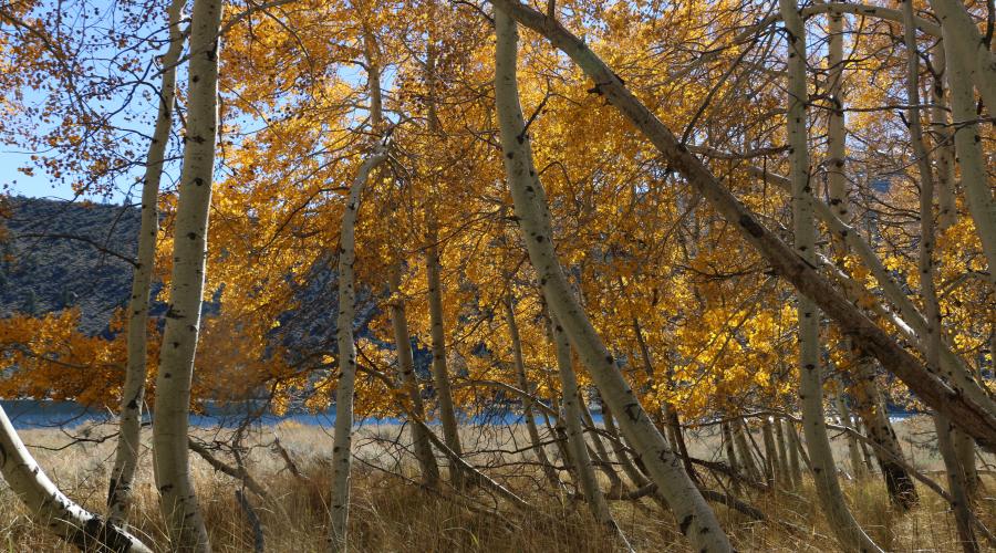 10.27.25 Lower Twin Lakes Bridgeport - Emily Bryant, Mono County Tourism