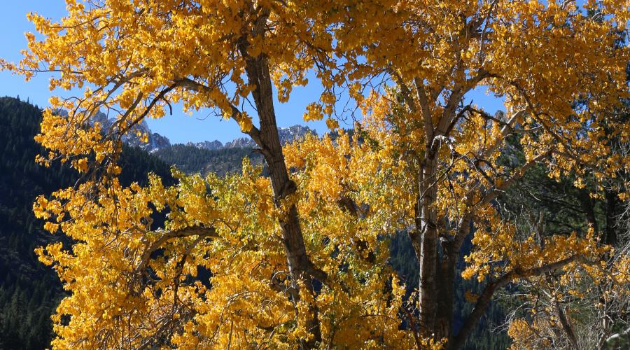 10.27.25 Lower Twin Lakes Bridgeport - Emily Bryant, Mono County Tourism