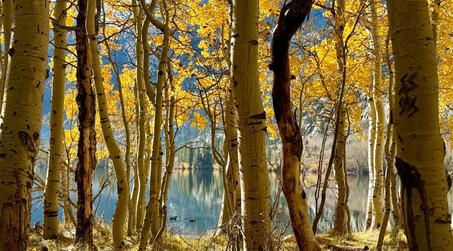 10.28.25 Silver Lake - Amanda Carlson, Mono County Tourism