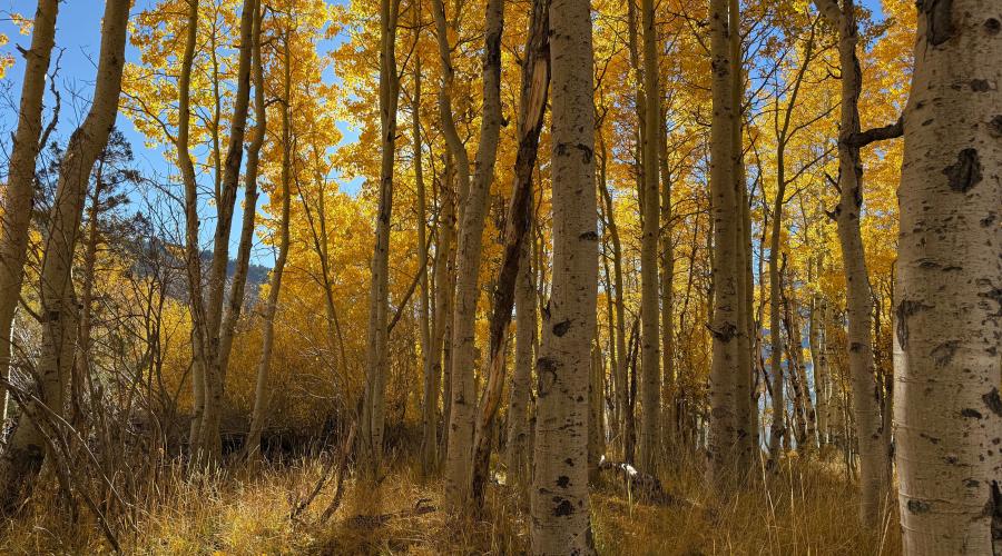 10.28.25 Silver Lake - Amanda Carlson, Mono County Tourism