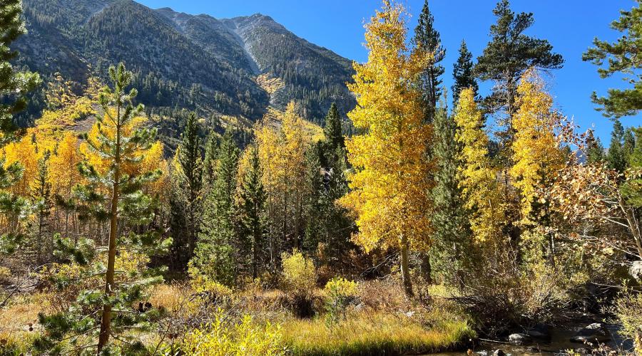 10.3.24 Green Creek by Amanda Carlson with Mono County Tourism