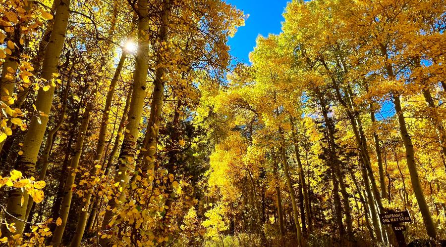 10.3.24 Green Creek by Amanda Carlson with Mono County Tourism