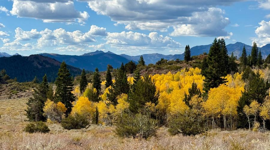 10.5.26 Monitor Pass - Amanda Carlson, Mono County Tourism