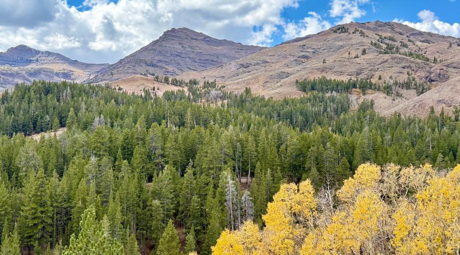 10.5.26 Sonora Pass - Amanda Carlson, Mono County Tourism