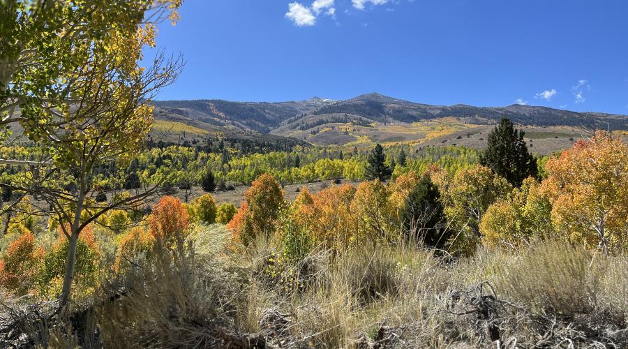 10.06.25 Upper Summers Road - Emily Bryant, Mono County Tourism