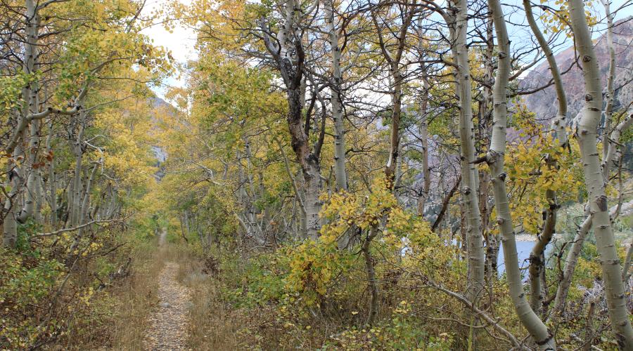 trail along Lundy Lake with fall colors