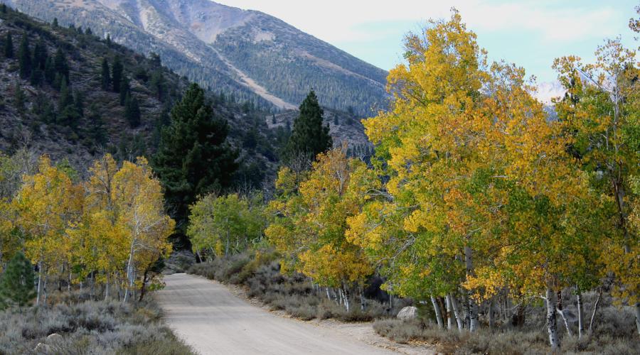 Dirt road with yellow and green aspen trees