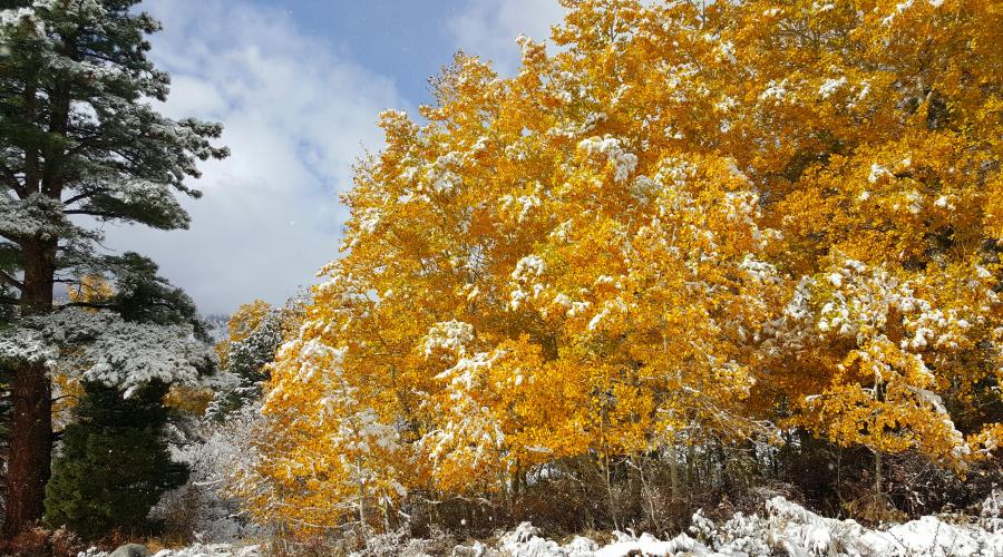 Fall Colors in Winter