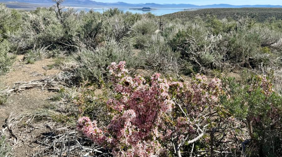 4.8.26 Desert Peach near Mono Lake
