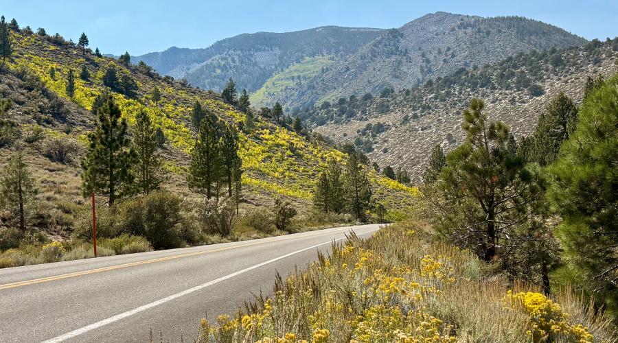 Rock Creek road with areas of yellow dotting the hillside, signaling the start of the changing of leaves.