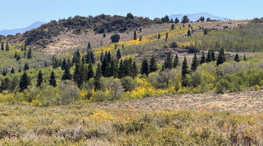 9.15.26 Monitor Pass - Amanda Carlson, Mono County Tourism