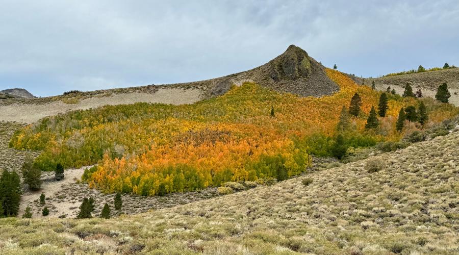 Sweeping image of a grove of trees showing the fall colors changing.
