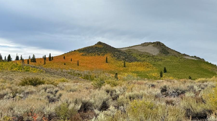 Views of red and gold on Sagehen Summit